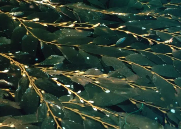 Macrocystis Integrifolia